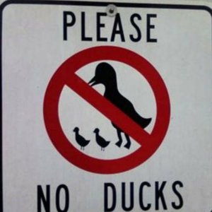 no ducks given