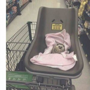 everyone stays clear of the guy at the grocery store with a hedgehog weird