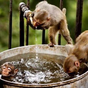 what monkeys cant have spa days too