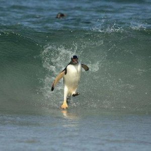 penguin jesus