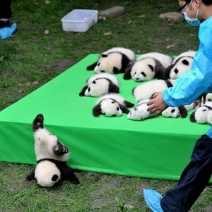 this is why you always get a bunch of pandas in case one breaks