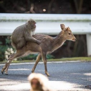 animal kingdom uber rides