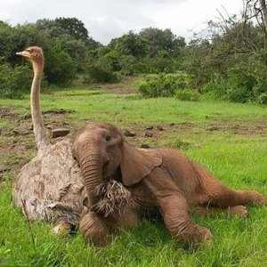 elephant had a thing for the ladies with the long necks