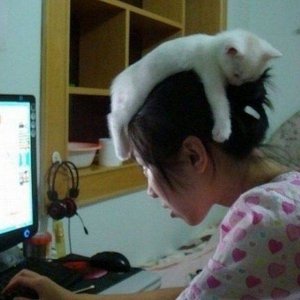 cat hat