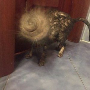 this cat just shook itself into another dimension