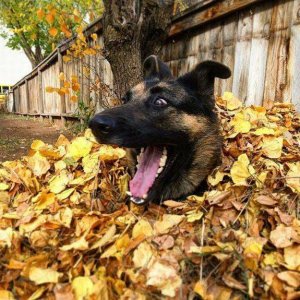 dog found the coke bottle