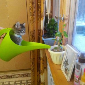 little known fact cat piss helps plants grow