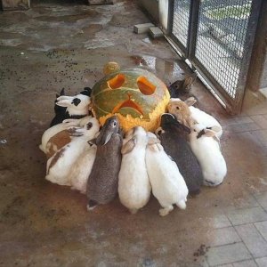 the bunny apocalypse will start slowly