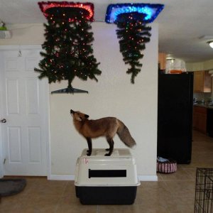 how to mess with your pet fox on christmas wait what