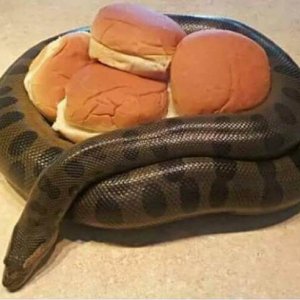 snake had one job to guard the buns and he wasn t prepared to f it up this time