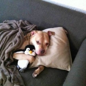 when therapy puppy needs a therapy penguin