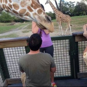 the good news is the giraffe said yes and now they have three children