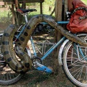 having a pet snake means never having to lock your bike