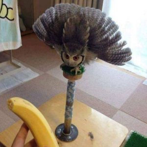 poor owl thinks hes a monkey