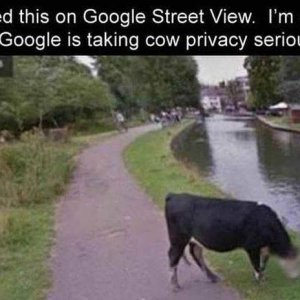 well the cow was going for a walk in the park by itself