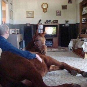 this horse always fall for that netflix and chill line