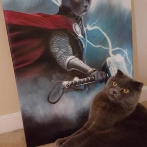 cats worship thor cat thor it s complicated