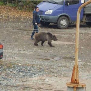 linda knew her bear walking service would only last so long