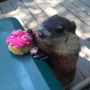 cindy invited everyone from class to her birthday party