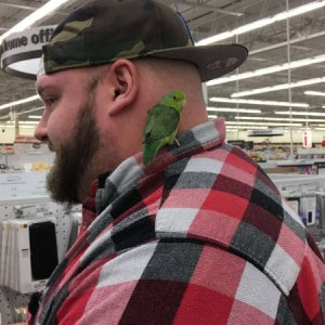 the bird helps him find good deals at the store