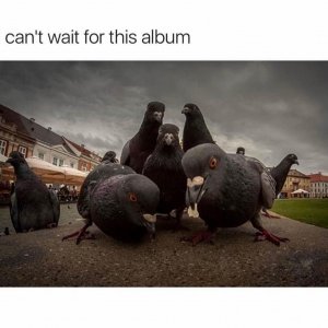 pigeons a poppin keepin it real