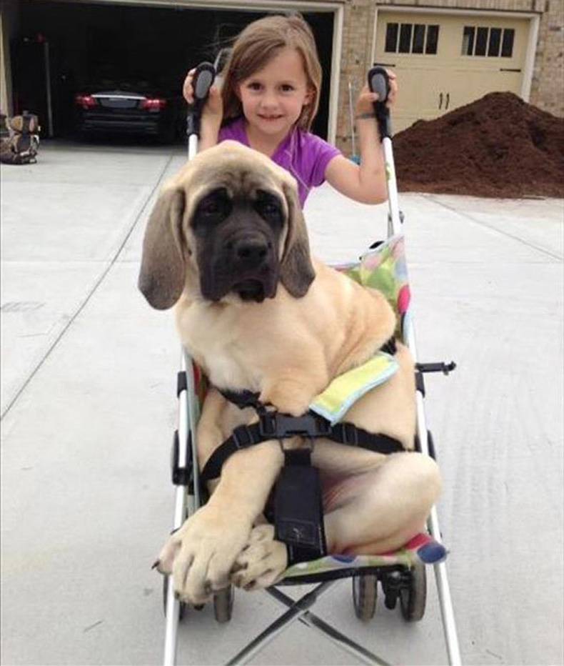 abigale and her new puppy had fun until it was dinner time