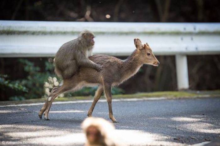 animal kingdom uber rides