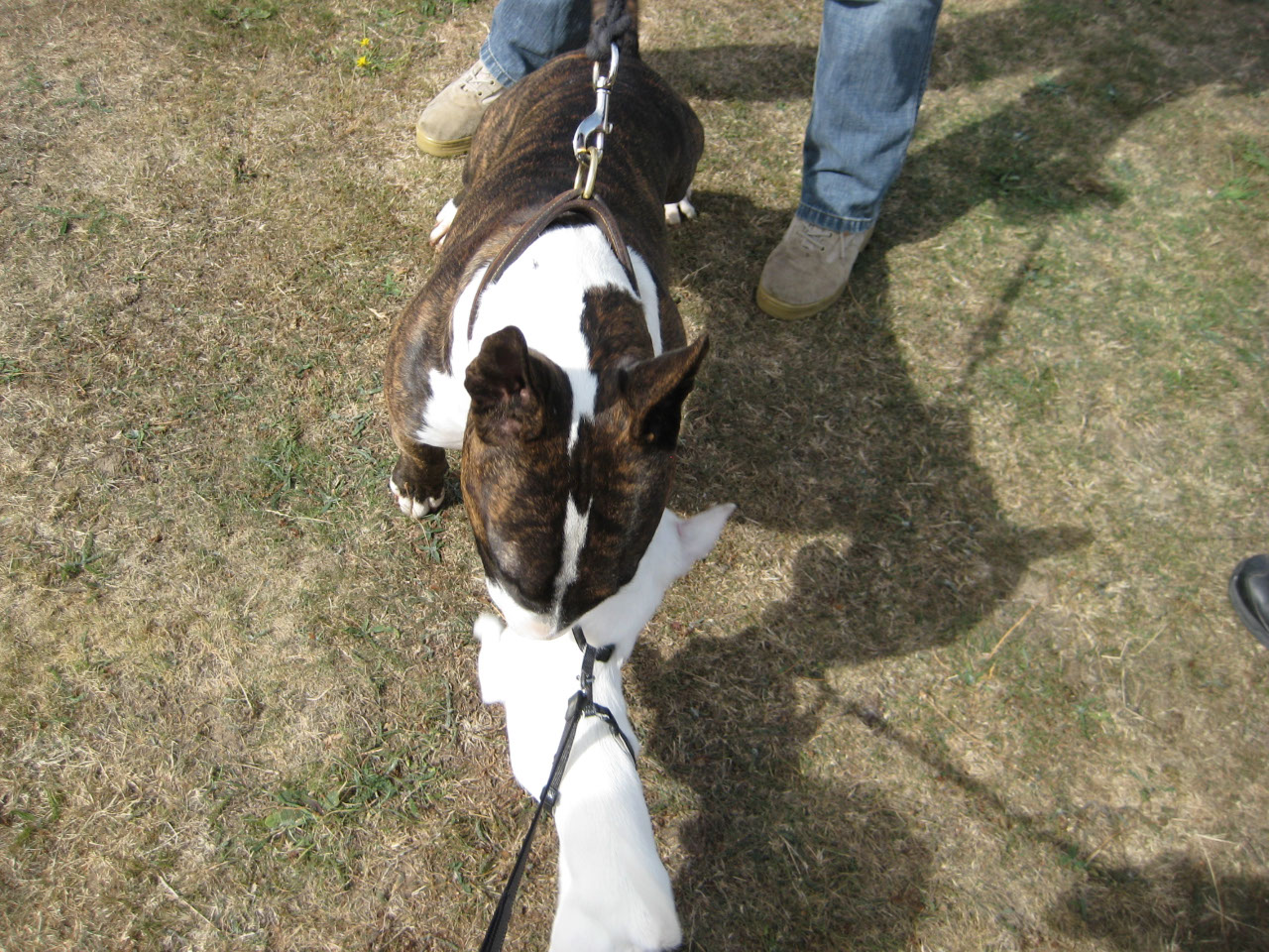 Bailey wanting to play with a large dog