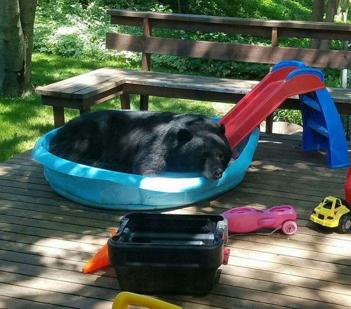 bear loves pool day