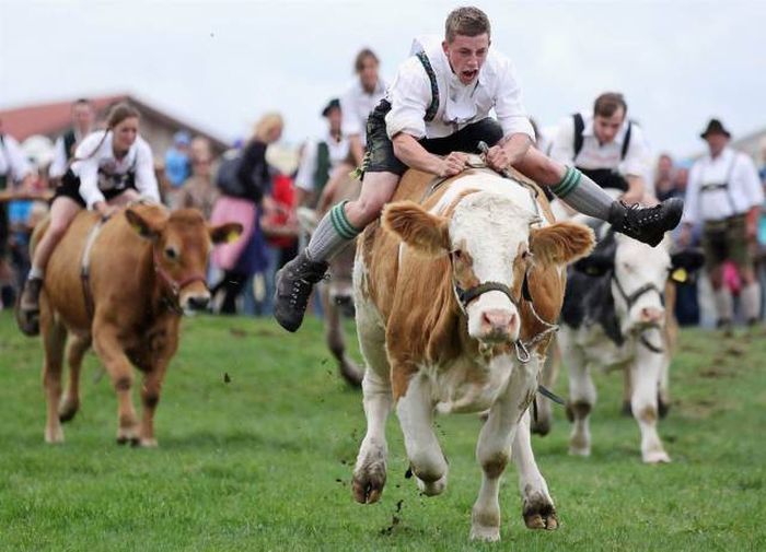 best thing about the great bavarian cow race is the winner gets turned into a schnitzel