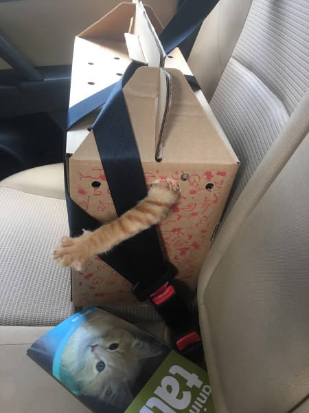 boxes with cat arms will become the next big thing just you watch