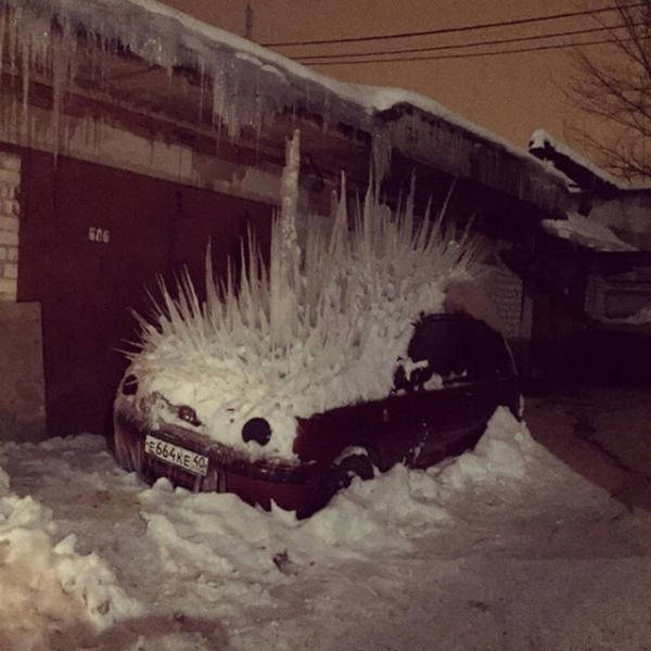 car porcupine found a good parking spot