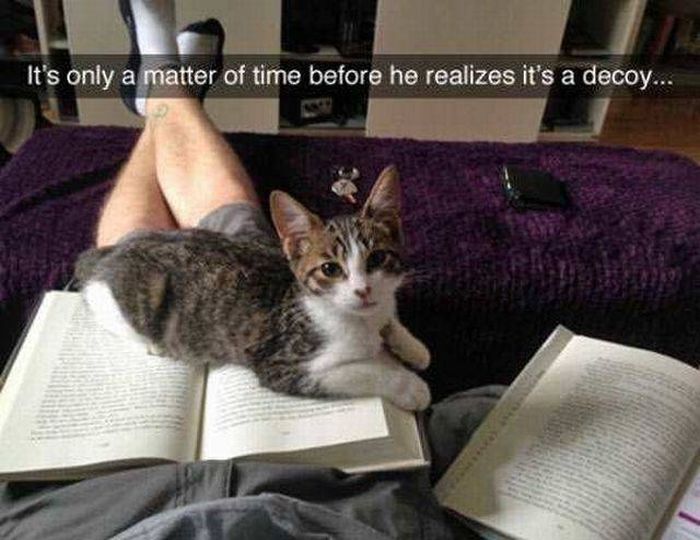 cats hate reading further proof