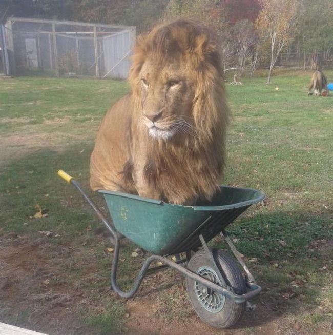 cats love boxes and lions love wheelbarrows