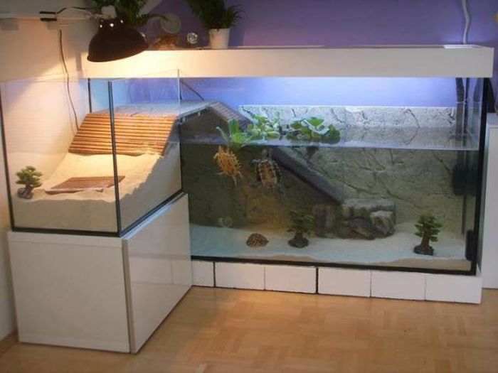 damn this turtle aquarium is nicer than my apartment