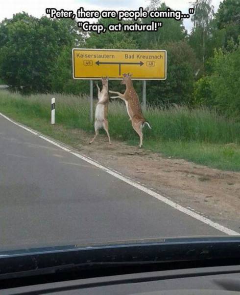 deer in this town are known to do the conga