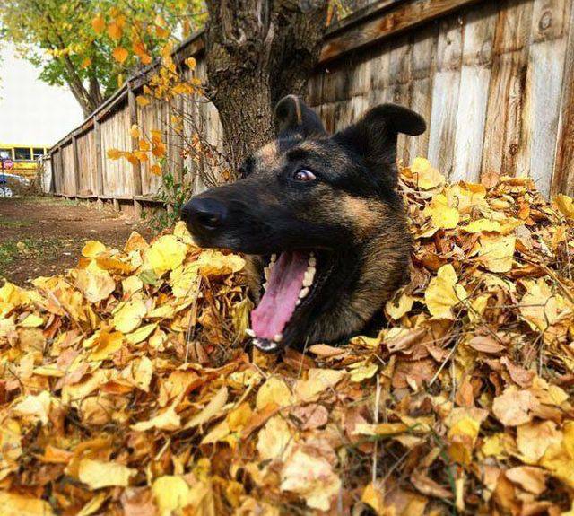 dog found the coke bottle