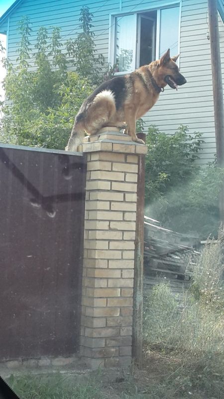 dog is transitioning into being a gargoyle