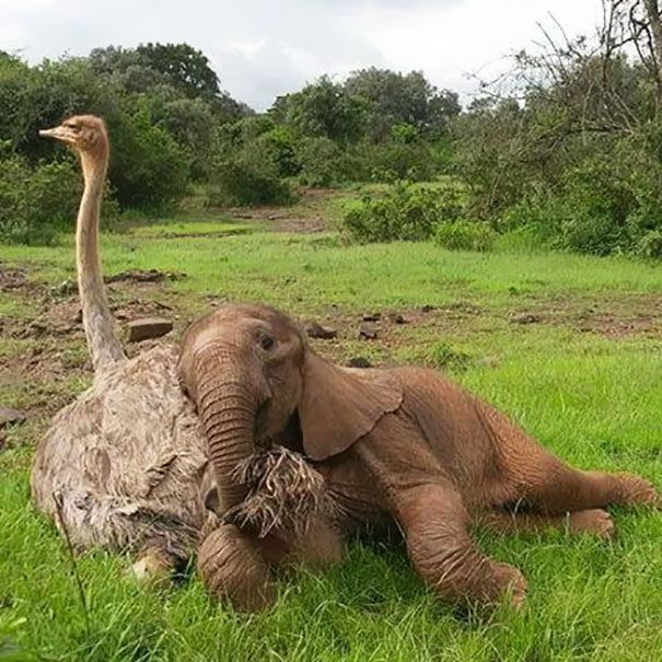 elephant had a thing for the ladies with the long necks