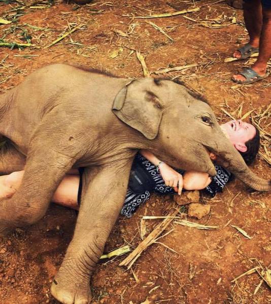 elephant smother fetish enthusiasts call this the bonding period