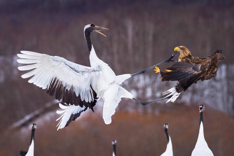 epic takedown in the bird karate match