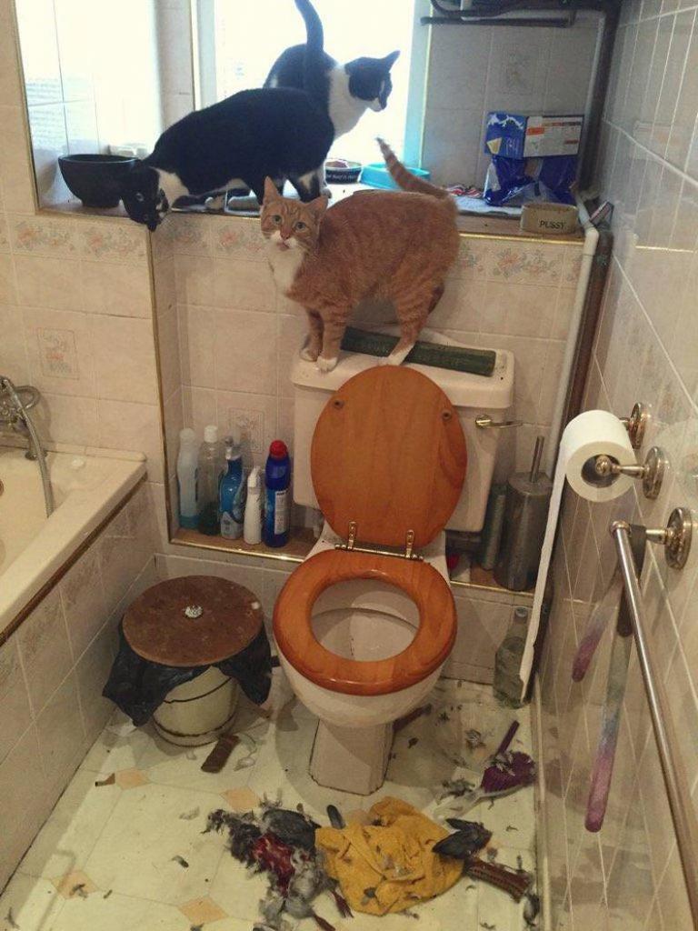 every time you want to use your friends bathroom who has cats