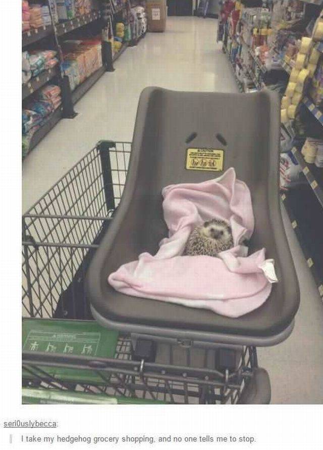 everyone stays clear of the guy at the grocery store with a hedgehog weird