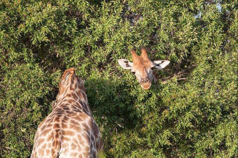 giraffe didn t understand why he was so bad at hide and seek