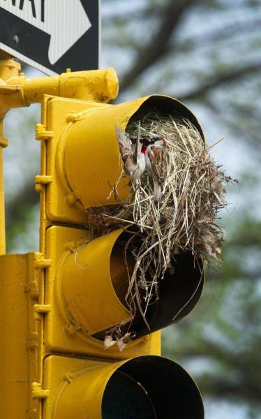 green means go red means stop bird nest means everyone