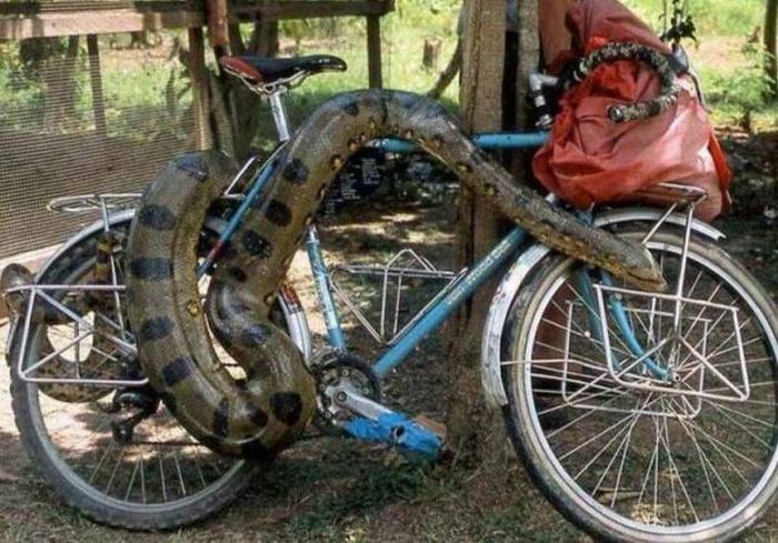 having a pet snake means never having to lock your bike