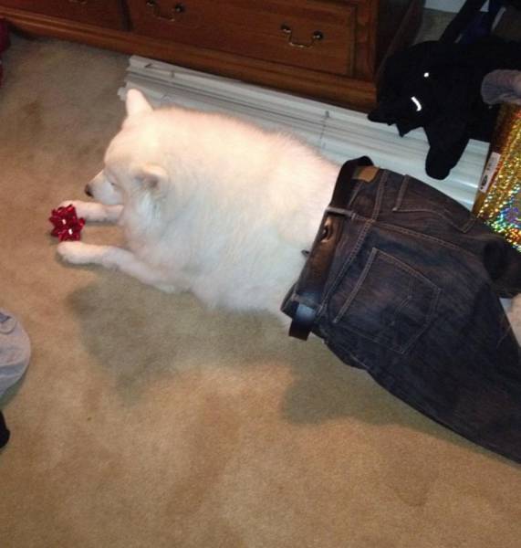 he is settling this dog wearing pants debate once and for all