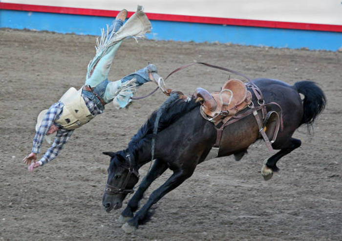 high on bath salts horse and cowboy thought they were diving into a pool