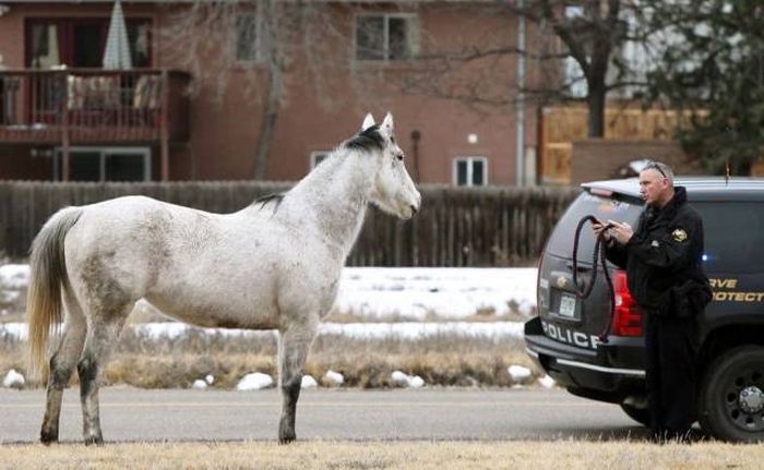 horse really needs to stop drinking and waking up in the road