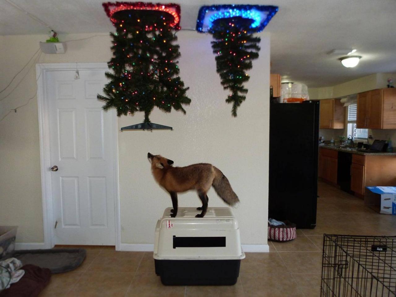 how to mess with your pet fox on christmas wait what